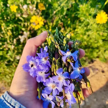 Encanto Vegetarian Bed & Breakfast Xagħra