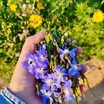 Encanto Vegetarian ベッド・アンド・ブレックファスト Xagħra
