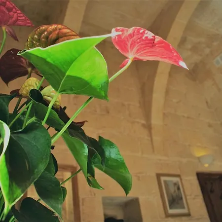 Encanto Vegetarian Bed & Breakfast Xaghra