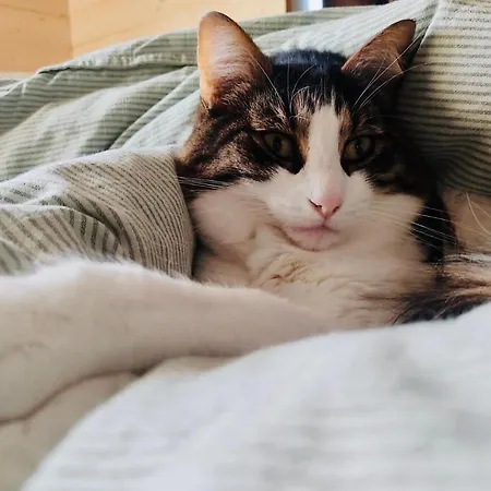 Encanto Vegetarian Bed & Breakfast