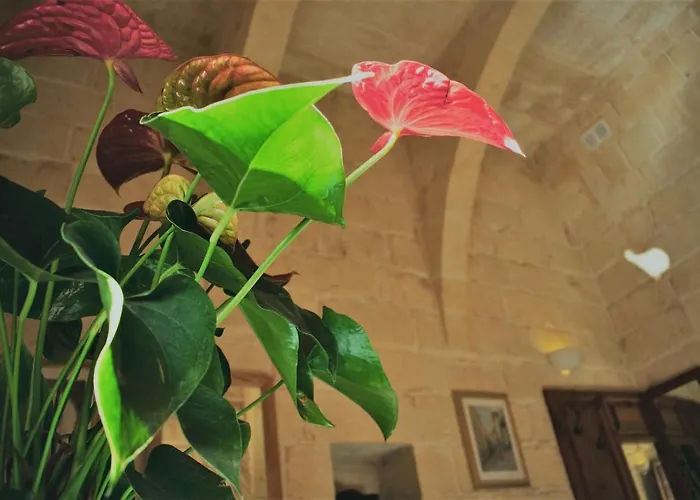 Encanto Vegetarian Xagħra