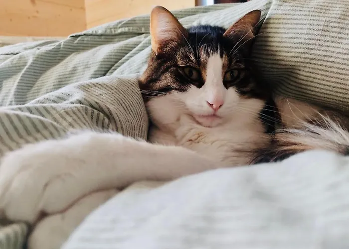 Encanto Vegetarian فندق مبيت وإفطار