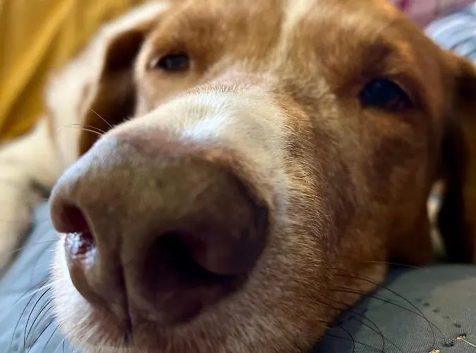 Encanto Vegetarian Xagħra